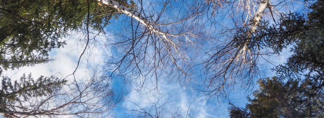 edmonton, yeg, whitemud ravine, nature, sky